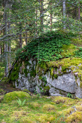 Large stone with green moss and Polypodium vulgare