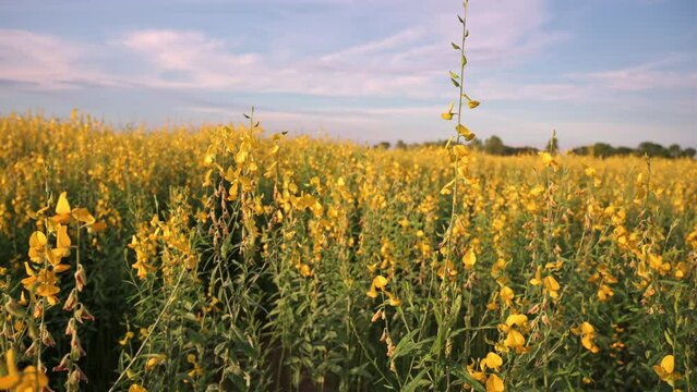 vdo 4k beautiful yellow sunhemp or Crotalaria juncea