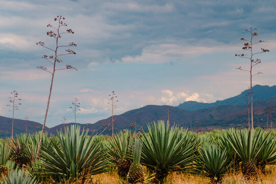 Sisal - Agave sisalana plantations against the background of Uluguru Mountains in Morogoro Region, Tanzania