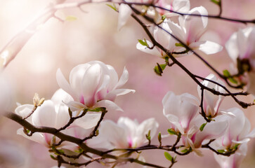 Beautiful magnolia tree blossoms in springtime. Jentle magnolia flower against sunset light.