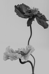 Black and white, monochrome. Poppy flowers on neutral background. Minimal stylish still life floral composition