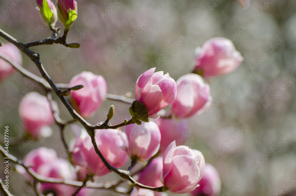 Wall mural Beautiful magnolia tree blossoms in springtime. Jentle magnolia flower against sunset light.