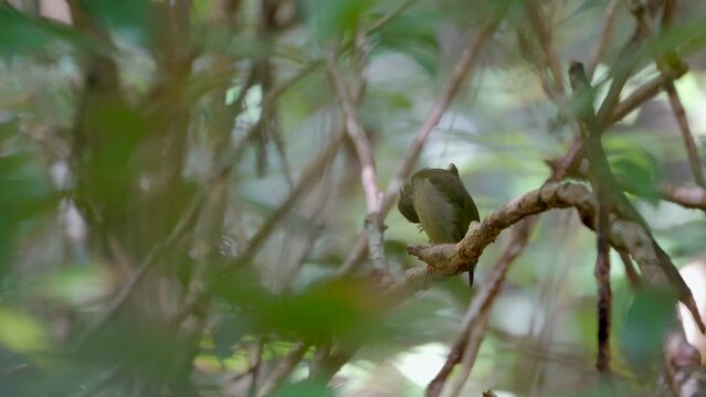 Wide shot of a Female blue-back manakin grooming her feathers