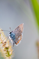 European Common Blue Butterfly (Polyommatus icarus), beautiful colored closed underwings butterfly, with head and eyes in focus,  in grass on sunny summer day, macro close up