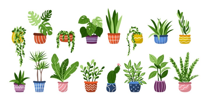Vector set indoor houseplants in pot. Collection of hand drawn doodle exotic plants icons. Ficus, cacti, succulent, monstera isolated on white background