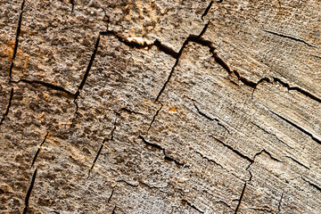 Cracks in the cut of the tree. Colored wooden background.