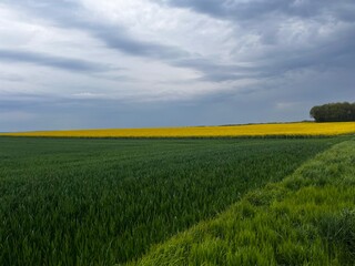 Obraz premium field and blue sky