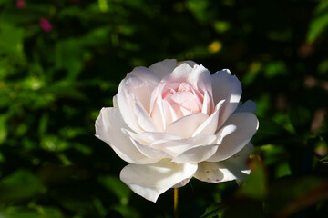 Strauchrose Julia Renaissance