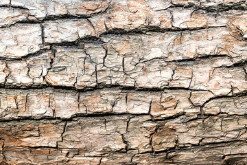 Natural wooden background. The bark of a large tree