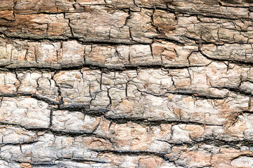 Natural wooden background. The bark of a large tree