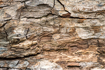 Natural wooden background. The bark of a large tree