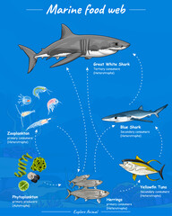 Marine food web