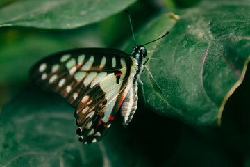 butterfly on a leaf