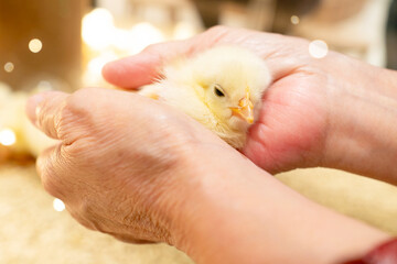 ひよことシニア女性の手。ニワトリのひな鳥。幼雛期、体温調整、飼育、ペット、育てる