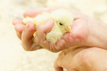 ひよことシニア女性の手。ニワトリのひな鳥。幼雛期、体温調整、飼育、ペット、育てる