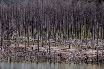 北海道夕張市、シューパロ湖に沈み枯れた木々【8月】