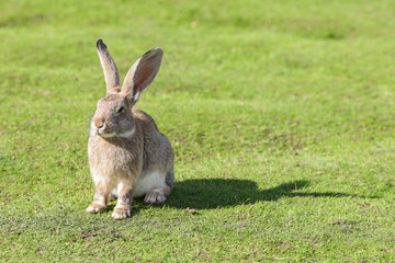 European rabbit, Common rabbit, Bunny, Oryctolagus cuniculus sitting on a meadow