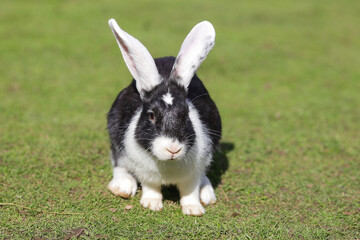 European rabbit, Common rabbit, Bunny, Oryctolagus cuniculus sitting on a meadow