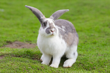 European rabbit, Common rabbit, Bunny, Oryctolagus cuniculus sitting on a meadow