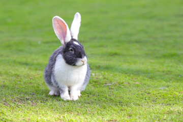 European rabbit, Common rabbit, Bunny, Oryctolagus cuniculus sitting on a meadow