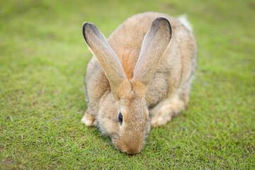 European rabbit, Common rabbit, Bunny, Oryctolagus cuniculus sitting on a meadow