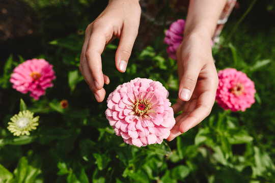 Hands of girl touching pink flower in garden