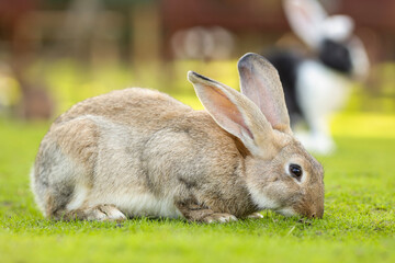 European rabbit, Common rabbit, Bunny, Oryctolagus cuniculus sitting on a meadow