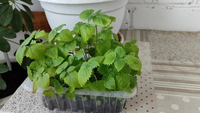 Fragrant mint in a pot grown at home