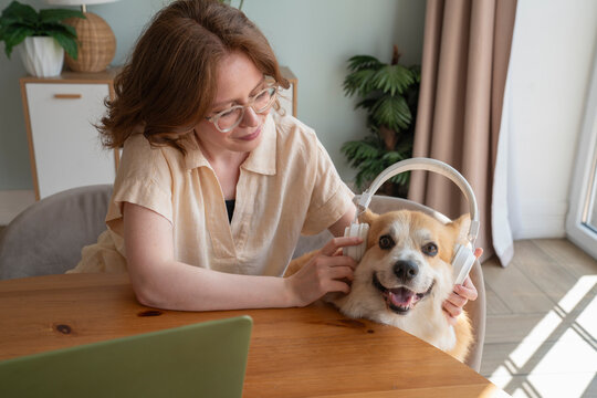 Woman wearing wireless headphones to Welsh Corgi dog at home
