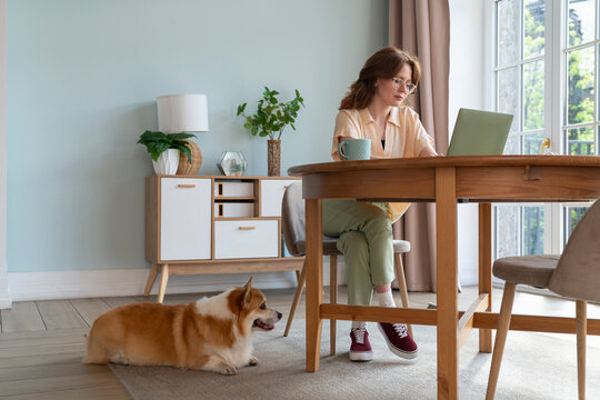 Woman working on laptop by Welsh Corgi dog sitting at home