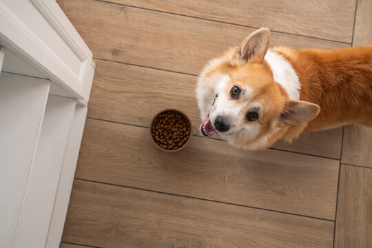 Pembroke Welsh Corgi dog with kibble bowl at home