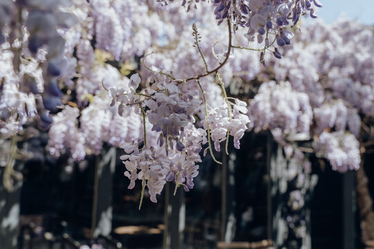 Blooming wisteria flower tree on sunny day