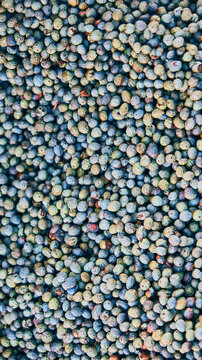 Terebinth. Pistacia terebinthus. Fruits of turpentine tree. Terebinth berries top down view