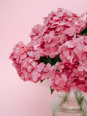 Bouquet of pink hydrangea on a pink background close-up