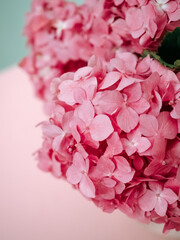 Pink hydrangea flowers on pink background close up