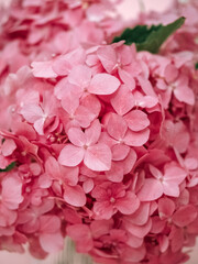 Pink hydrangea flowers on pink background close up