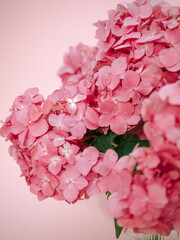 Pink hydrangea flowers on pink background close up