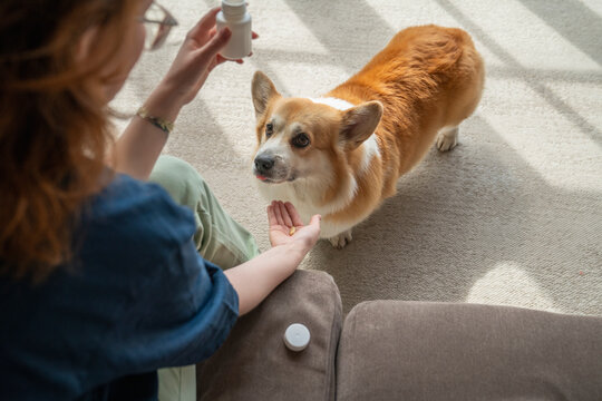 Young woman giving vitamins to Welsh Corgi dog at home
