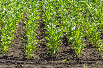 Green field of young corn with clean rows