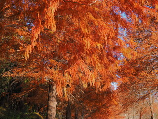 紅葉真っ盛り