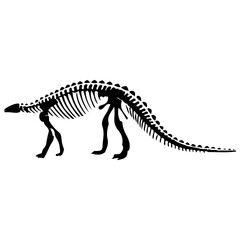 Fototapeta na wymiar dinosaur skeleton,t rex dinosaur,dinosaur, jurassic