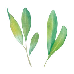 Pistachio sprig. Green twig. Leaves. Watercolor illustration on a white background. Hand drawn. For postcards