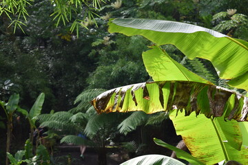tropical plant in the jungle