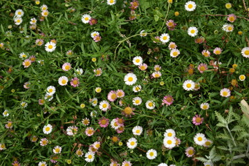 background of flowers