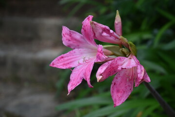 close up of pink flower