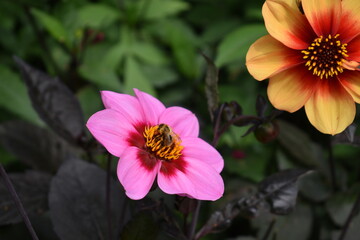 pink and yellow flower