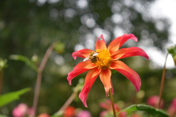 red and yellow flower
