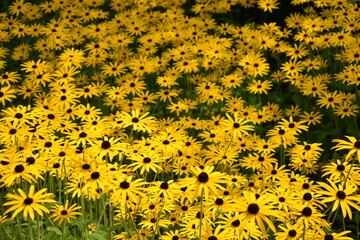 yellow flowers background
