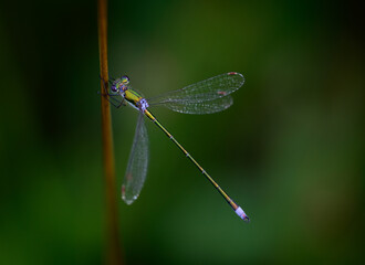 dragonfly on a leaf