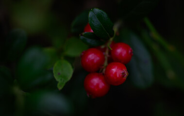 red berries on a bush